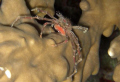   Spider Crab  